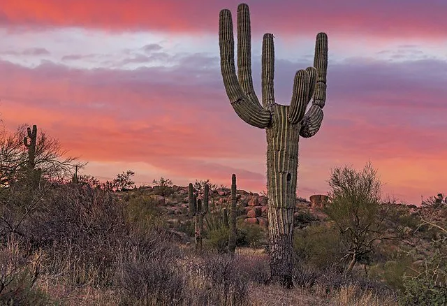 Pic 2025 WCRI Conference Phoenix cactus